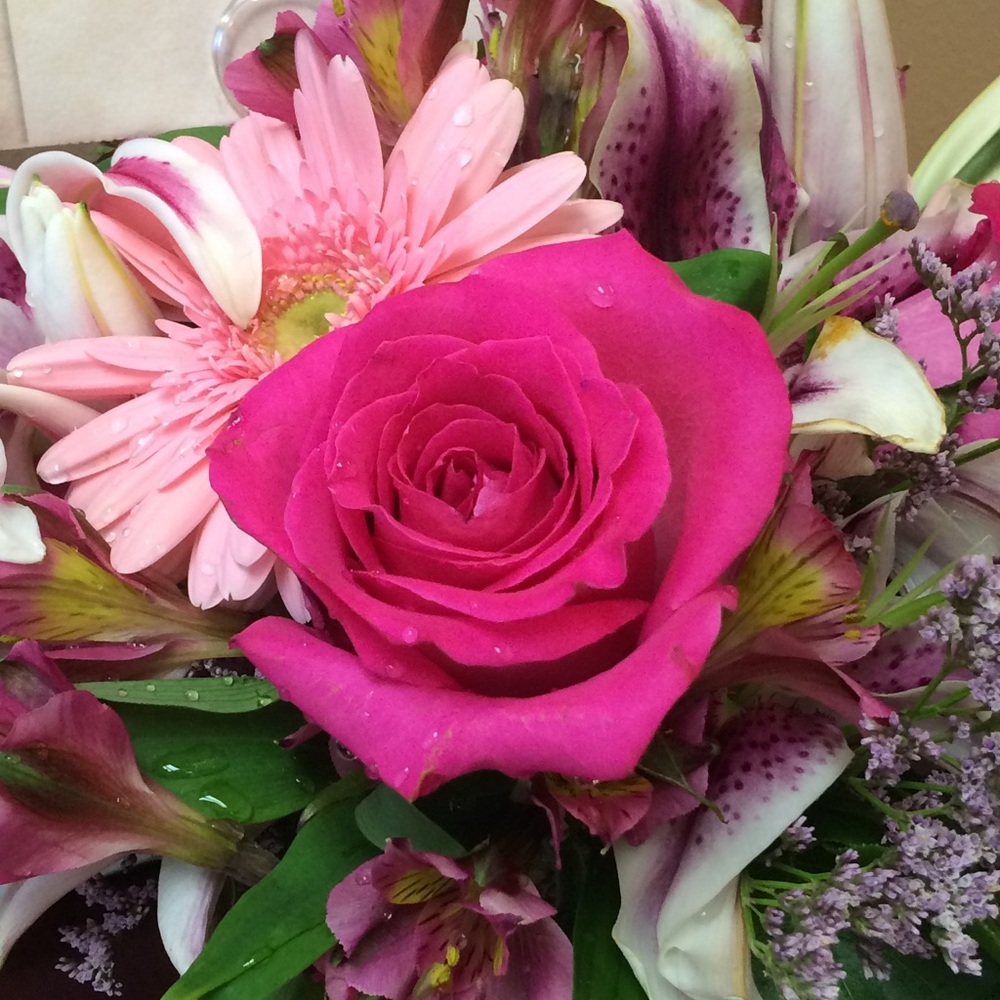 Meet your Posher, Jessie